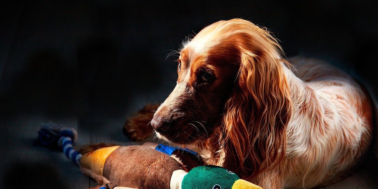 cocker spaniel family
