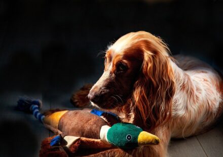 cocker spaniel family