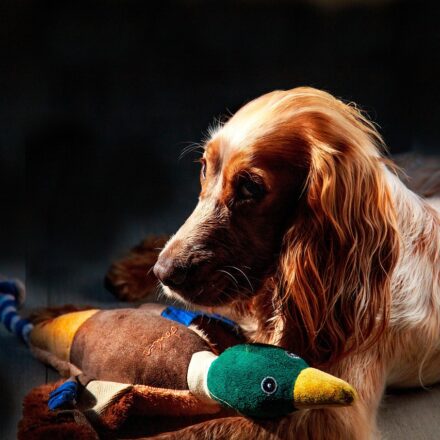 cocker spaniel family