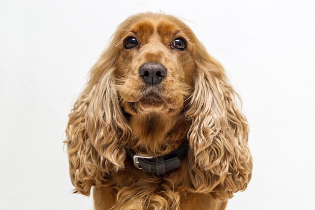 Cocker Spaniel getting brushed by owner