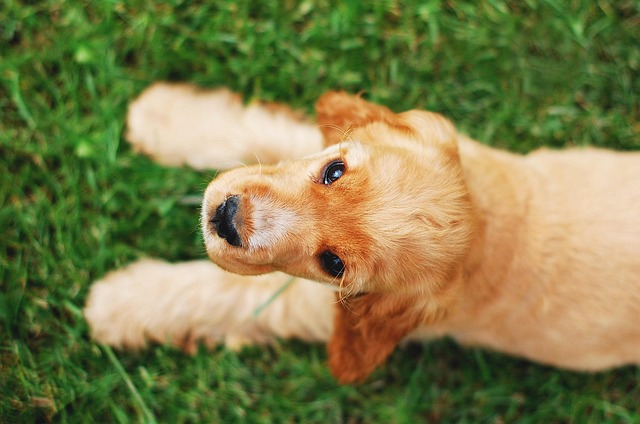 Cocker Spaniel puppy training with positive reinforcement