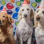 dog birthday party