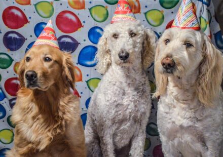dog birthday party