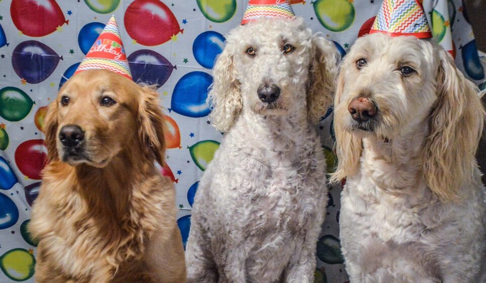 dog birthday party
