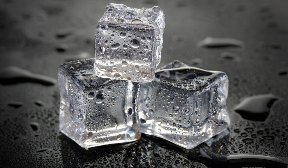 dog eating ice