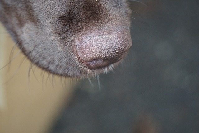 Dog intently sniffing a treat-dispensing ball