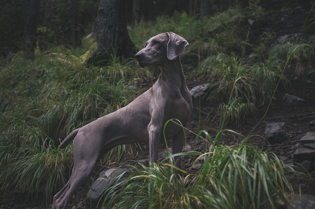 Dog looking at a Turbo Dog Camera with treats