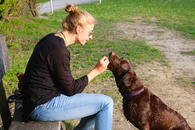 Dog owner teaching dog to shake hands