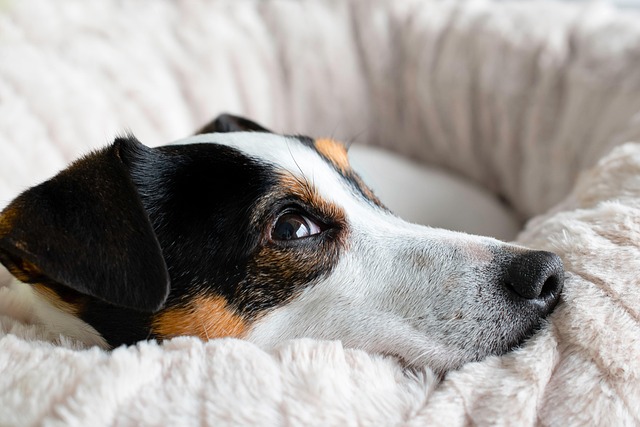 A dog resting comfortably in a cozy, den-like crate with a soft blanket (hills to home)