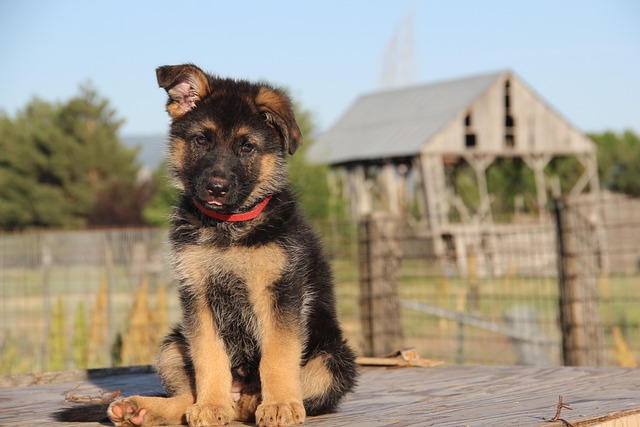A German Shepherd puppy enthusiastically chewing on a tough rubber toy. (best indestructible dog toys for chewers)