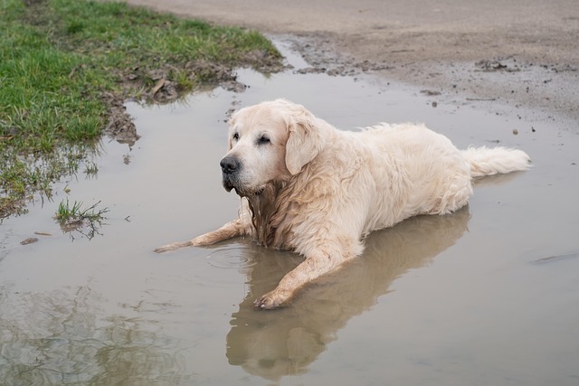 Golden Retriever looking out from a kayak on a calm lake (dogs and kayaks)