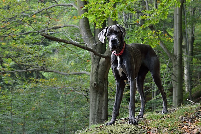 A Great Dane lying down comfortably on a large rug in an apartment