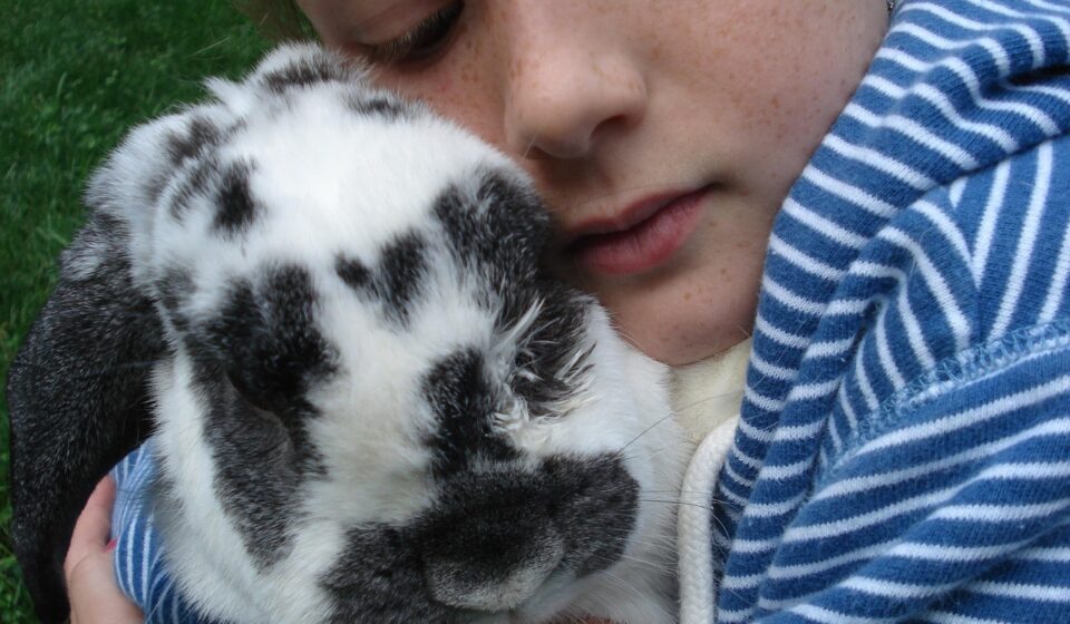 happy pet rabbit