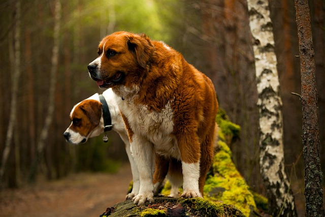 Historical illustration of Saint Bernards in the Swiss Alps guiding travelers