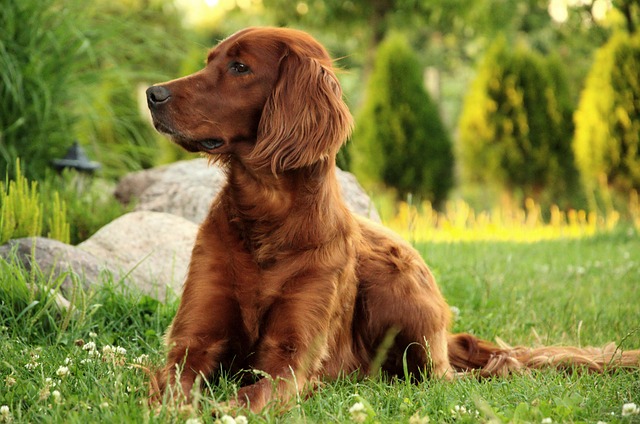 Irish Setter in a historical field setting