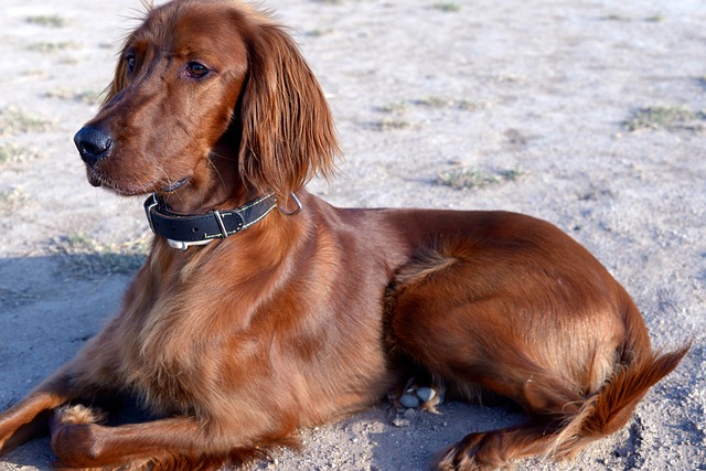 Irish Setter puppy in a training class