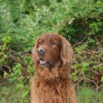 irish setter running