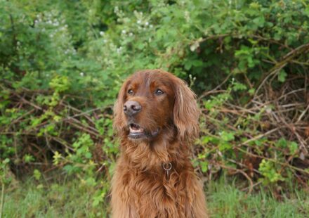irish setter running