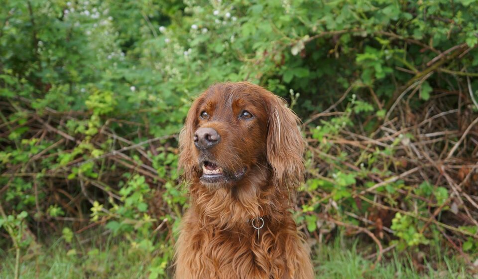 irish setter running