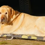 labrador retriever family
