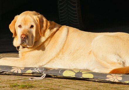 labrador retriever family