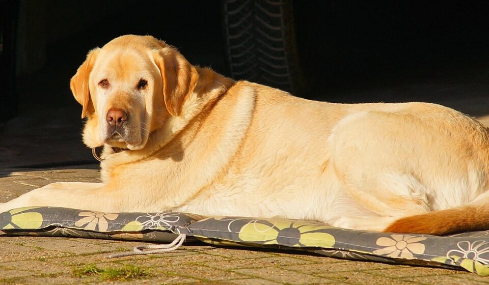 labrador retriever family