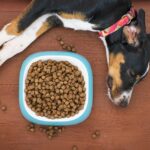large breed puppy eating kibble