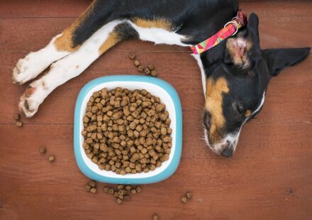 large breed puppy eating kibble
