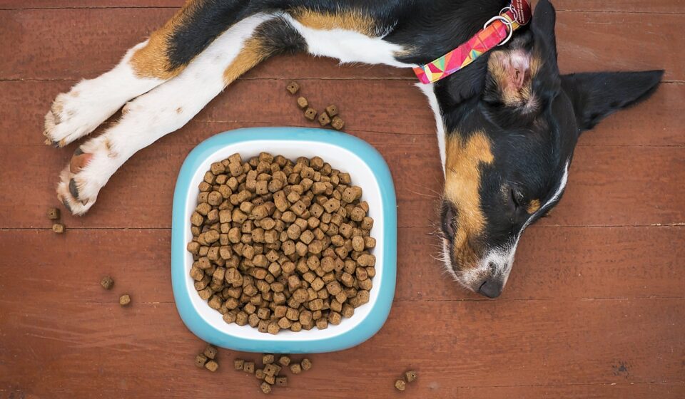 large breed puppy eating kibble