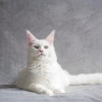 majestic maine coon cat