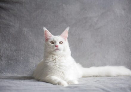 majestic maine coon cat