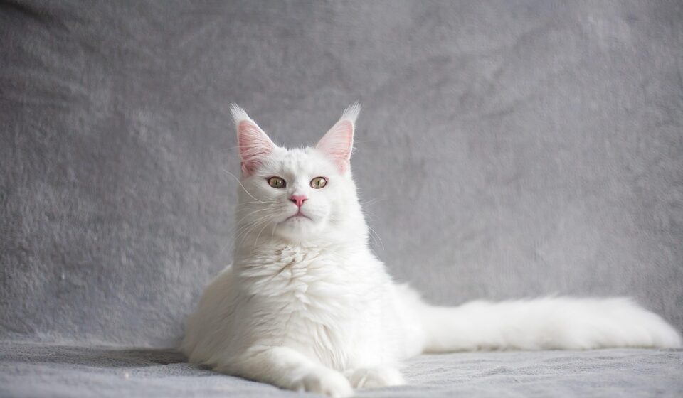 majestic maine coon cat