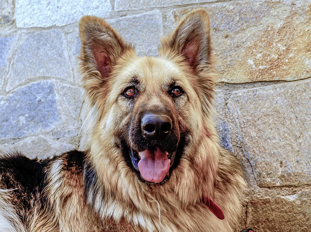 A male German Shepherd puppy looking curious, sitting in a natural setting like a forest.