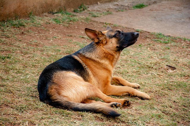 A male German Shepherd puppy sitting attentively during a training session, looking eager to learn.