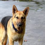 male german shepherd