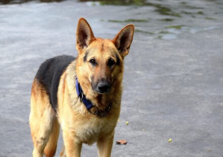 male german shepherd