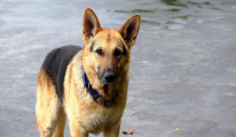 male german shepherd