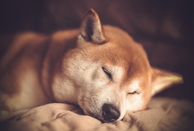 A mature Shiba Inu resting comfortably on a sofa