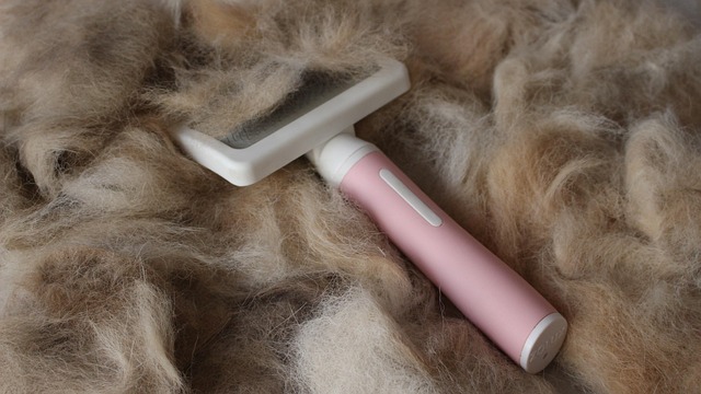 A person gently brushing the long, silky coat of an adult Javanese dog