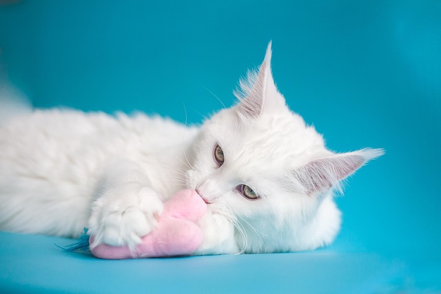 A playful Maine Coon kitten interacting with a toy
