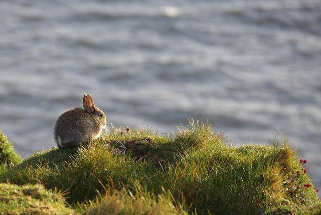 Rabbit looking lethargic with a concerned owner nearby