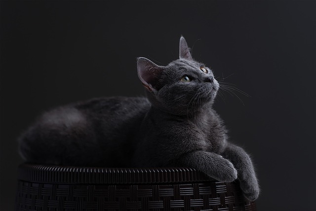 A Russian Blue cat playfully batting at a feather wand toy