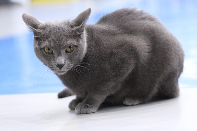 A Russian Blue cat perched on a multi-level cat tree, looking out a window