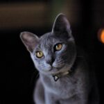 russian blue cat portrait