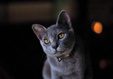 russian blue cat portrait