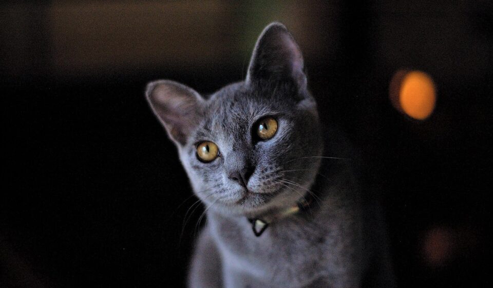 russian blue cat portrait