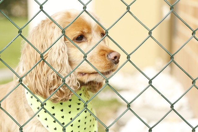 A sad-looking dog behind apartment balcony bars