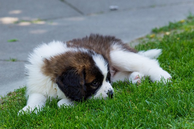 Saint Bernard puppy sitting attentively during a training session