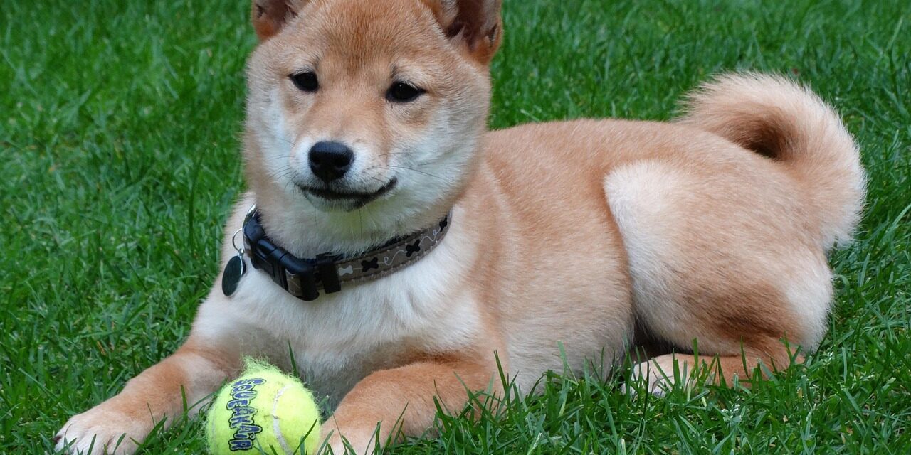 shiba inu puppy