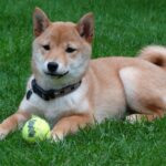 shiba inu puppy